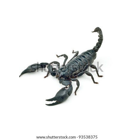 Heterometrus longimanus back scorpion