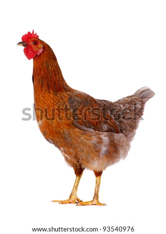 Brown hen isolated on white, studio shot. Royalty-Free Stock Photo #93540976