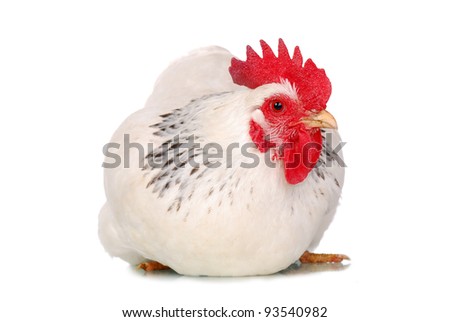 White hen isolated, studio shot. Royalty-Free Stock Photo #93540982