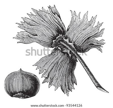 Hazel (Corylus pontica) / vintage illustration from Meyers Konversations-Lexikon 1897