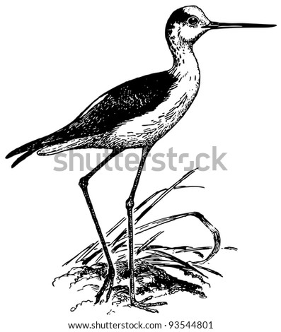 Bird Black-winged Stilt