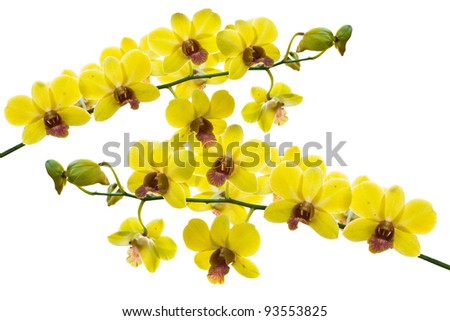 Yellow thai orchids.(This image contain clipping path)