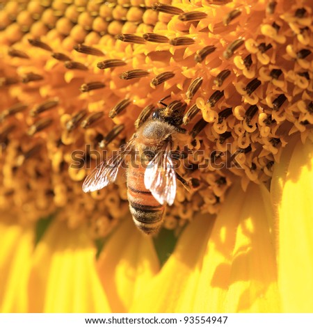 Close up macro bee working on sunflower