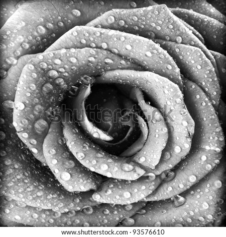 Black and white rose background, grunge abstract floral natural pattern, fresh flower with water drops, beautiful wet plant petals texture, nature details, holidays symbol of love Royalty-Free Stock Photo #93576610