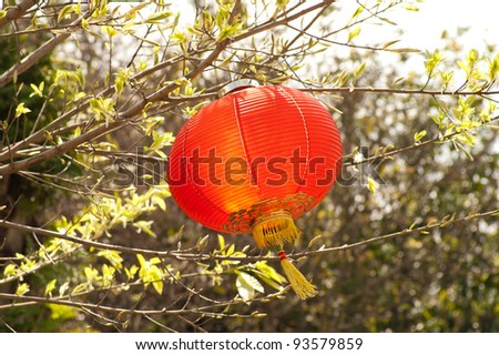 Red chinese lanterns hanging on the tree