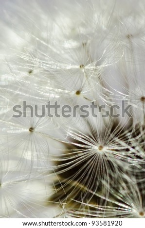 Dandelion close up