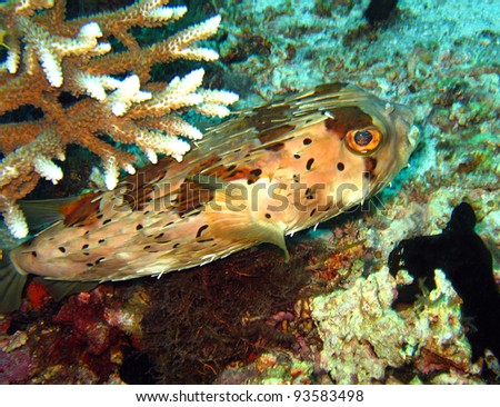 Blotched Porcupinefish, Panglao, Bohol, Philippines