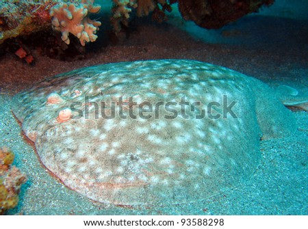 Scalloped Torpedo Ray, Sharm El Sheikh, Egypt