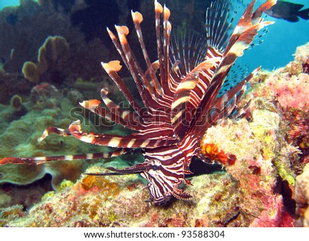 Common Lionfish, Panglao, Philippines