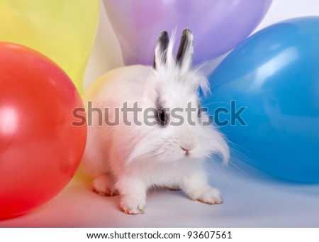 Baby white rabbit and colorful balloons, Cute Rabbit