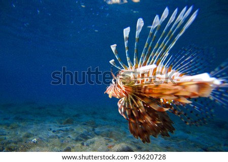 Lion fish, Reef, red Sea, south Sinai, Egypt