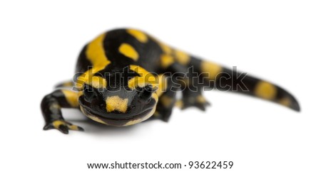Fire salamander, Salamandra salamandra, in front of white background
