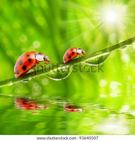 Funny picture of ladybugs family on a dewy grass.