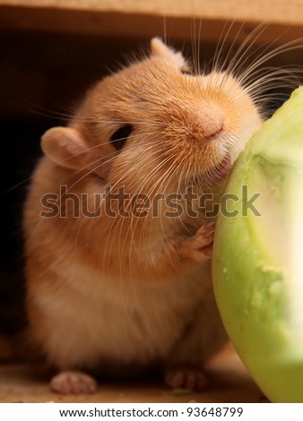 happy gerbil smiling at his cabbage
