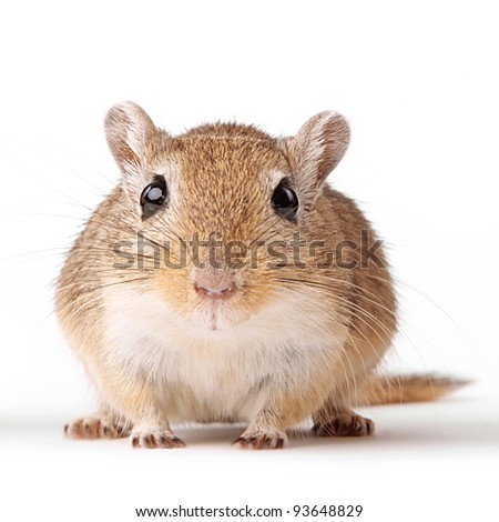 cute brown gerbil portrait isolated on white background