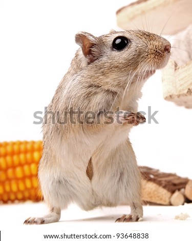 brown gerbil standing in front of corn isolated on white