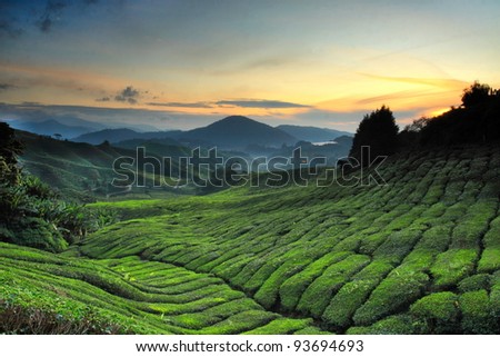 Tea plantation Cameron highlands, Malaysia Royalty-Free Stock Photo #93694693