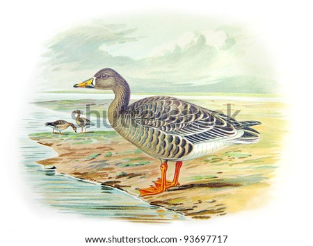 Old illustration of Bean Goose (Melanonyx arvensis). Created by Frederick William Frohawk. Published on Geese of Russia by Sergey Alferaki, Moscow, 1904
