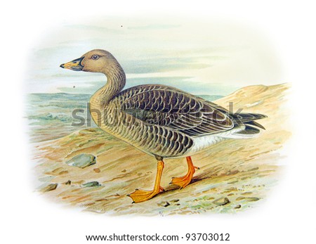 Old illustration of Tundra Bean-Goose (Anser serrirostris mentalis). Created by Frederick William Frohawk. Published on Geese of Russia by Sergey Alferaki, Moscow, 1904