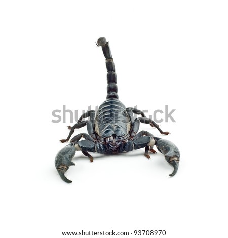 Heterometrus longimanus, Elephant scorpion in Thailand