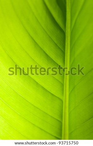 Macro of a leaf with detail