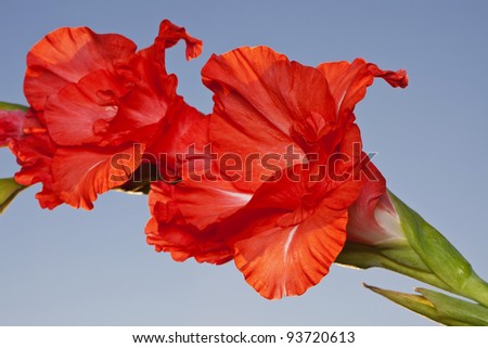 Fragment of Red Gladiolus blossom, isolated on blue sky