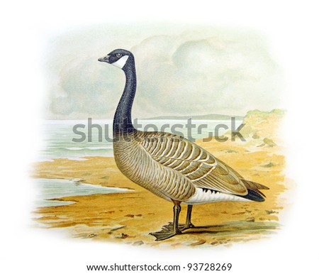 Old illustration of Cackling Goose (Branta hutchinsii). Created by Frederick William Frohawk. Published on Geese of Russia by Sergey Alferaki, Moscow, 1904