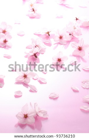 Cherry Blossoms Royalty-Free Stock Photo #93736210