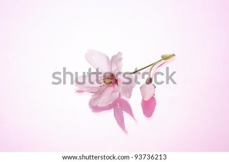 Cherry Blossoms Royalty-Free Stock Photo #93736213