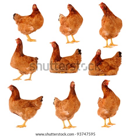Set of brown chicken isolated on white., studio shot. Royalty-Free Stock Photo #93747595