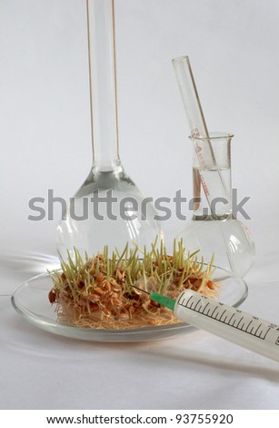 wheat germinated. laboratory
