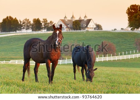 Horses in the field Royalty-Free Stock Photo #93764620