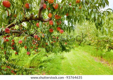 Peach orchard Royalty-Free Stock Photo #93764635