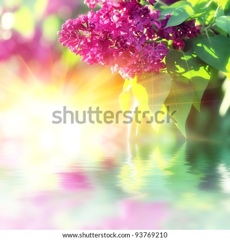 The branch of lilac blossoms. Background for the design theme for the spring Royalty-Free Stock Photo #93769210