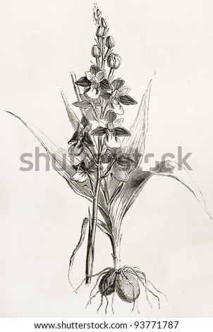 Fly orchid old illustration (Ophrys insectifera). Created by Faguet after Lejean, published on Le Tour du Monde, Paris, 1867