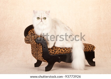 Silver Chinchilla Persian kitten sitting on leopard print couch on beige background