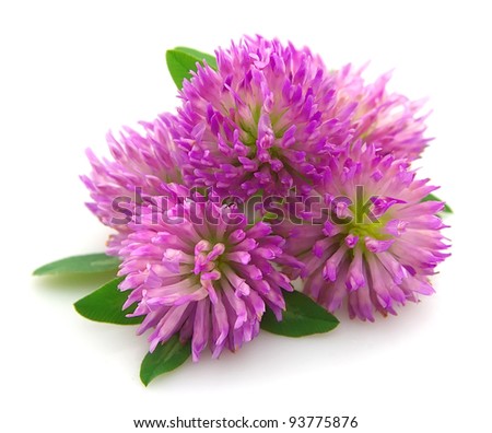 Red clover flower on white close up
