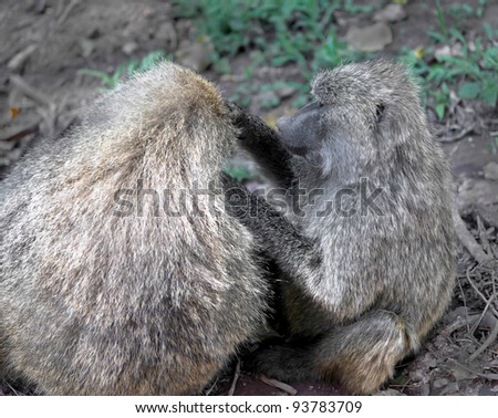 Two baboon in Lake Manyara National Park - Tanzania