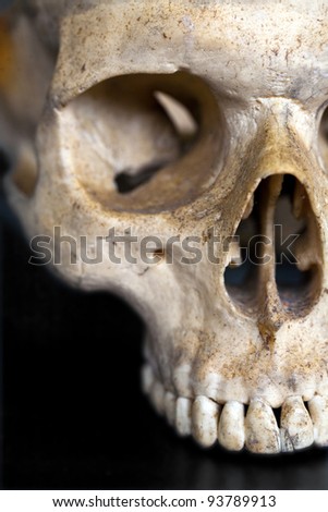 Closed up of grunge human skull