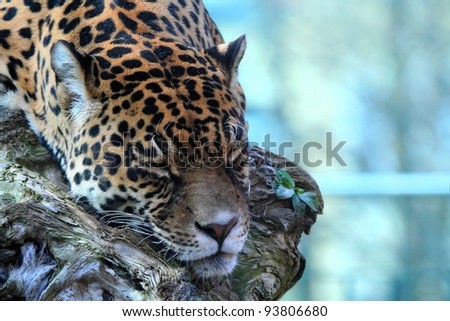 sleeping jaguar