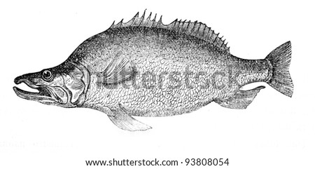 Old engraving of The Baggera fish. Created by Neuville, published on Travel to upper reaches of the Nile and exploration of its sources by Sir Samuel White Baker (British explorer), Moscow, 1868