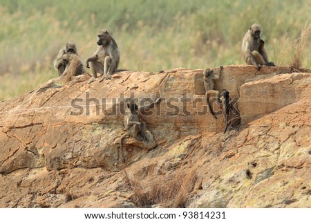 Chacma Baboon family in Kruger National Park