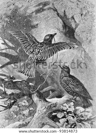 Forest bird build a nest. Engraving by Schreiber from picture by painter Specht. Published in magazine "Niva", publishing house A.F. Marx, St. Petersburg, Russia, 1893