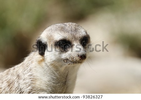 closeup of a meerkat