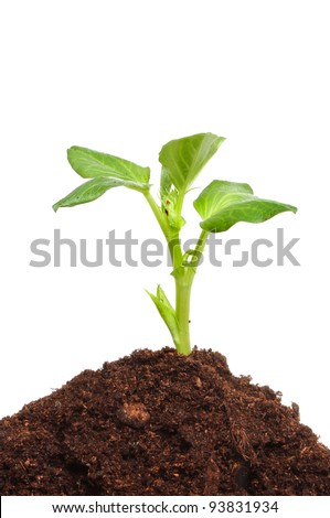 Seedling plant growing in a mound of compost against a white background
