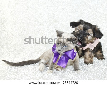 Funny puppy that looks like he is getting ready to bite the unexpecting kitten.  Sometimes when looking for danger you look in the wrong direction.
