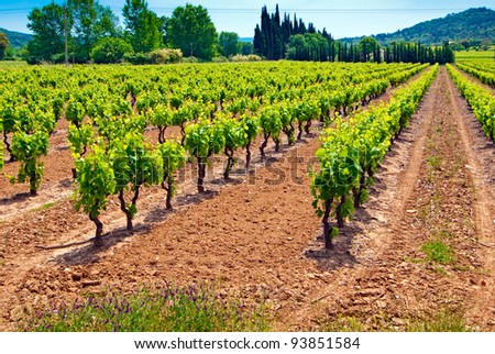 Colourful Vineyard in Provence -  France. Royalty-Free Stock Photo #93851584