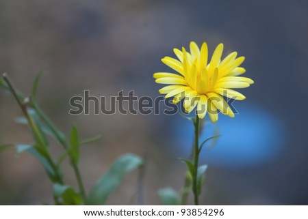 Beautiful Daisy flower with colorful background.