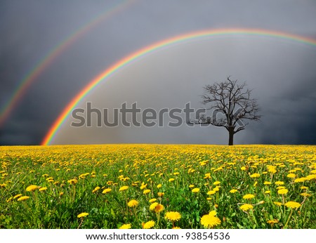 dandelion field and dead tree under cloudy sky with rainbow Royalty-Free Stock Photo #93854536