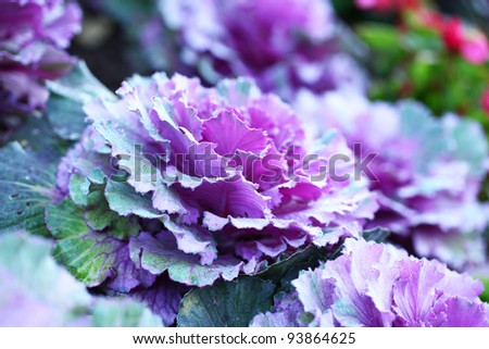 Purple vegetable cabbage